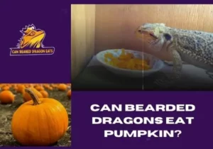 Can Breaded Dragon Eat pumpkin