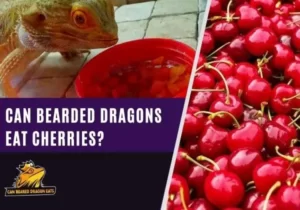 Can Breaded Dragon Eat cherries