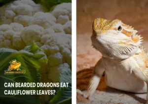 Can Breaded Dragon Eat Cauliflowers Leaves