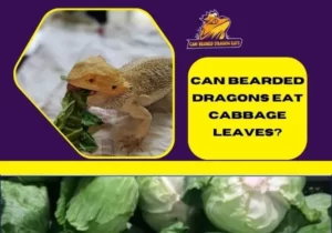 Can Bearded Dragons Eat Cabbage Leaves?