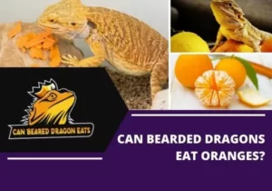 Can Breaded Dragon Eat Oranges