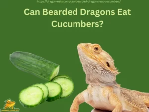 Can Bearded Dragons Eat Cucumbers?