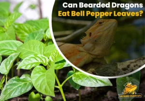 Can Bearded Dragons Eat Bell Pepper Leaves