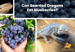 Can Bearded Dragons Eat Blueberries?