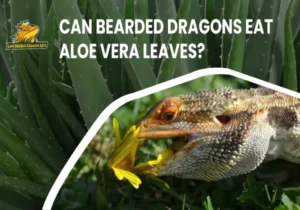 Can Bearded Dragons Eat Aloe Vera Leaves