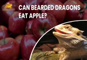 Can Bearded Dragons Eat Apple
