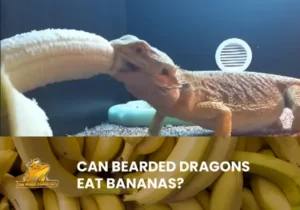 Can Bearded Dragons Eat Bananas