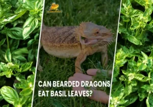 Can Bearded Dragons Eat Basil Leaves