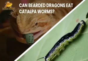 Can Bearded Dragons Eat Catalpa Worms?