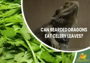 Can Bearded Dragons Eat Celery Leaves
