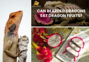 Can Bearded Dragons Eat Dragon Fruits