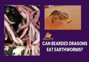 Can Breaded Dragon Eat Earthworms