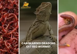 Can Bearded Dragons Eat Red Worms