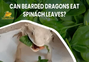 Can Bearded Dragons Eat Spinach Leaves