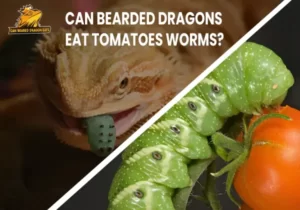 Can Bearded Dragons Eat Tomato Worms