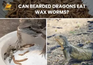 Can Bearded Dragons Eat Wax Worms