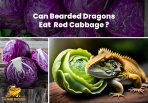 Can Bearded Dragons Eat Red Cabbage