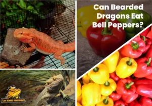 Can Bearded Dragons Eat Bell Peppers