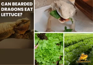 can bearded dragons eat lettuce