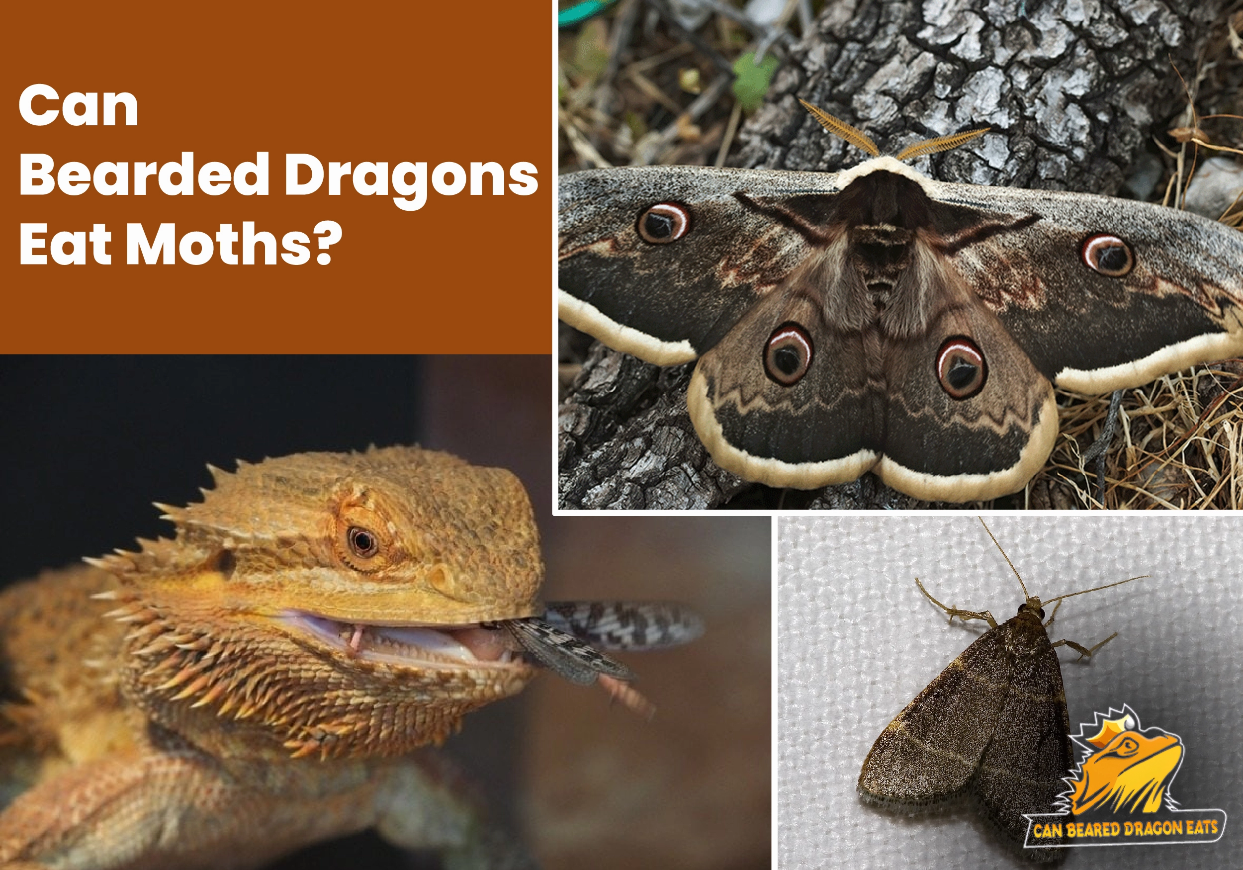Can Bearded Dragons Eat Moths? Know The Truth - Dragon Eats