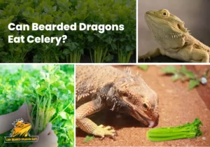 Can Bearded Dragons Eat Celery