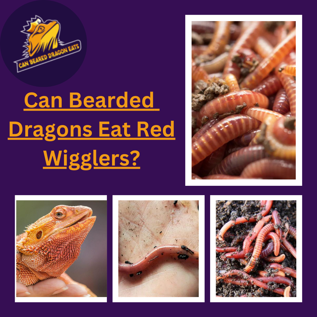 Can Bearded Dragons Eat Red Wigglers?