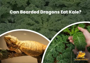 Can Bearded Dragons Eat Kale