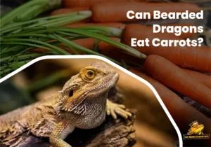 Can Bearded Dragons Eat Carrots