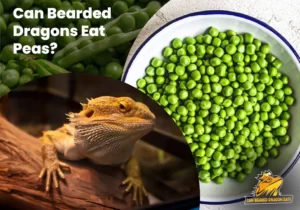 Can Bearded Dragons Eat Peas