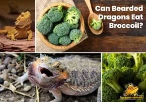 Can Bearded Dragons Eat Broccoli
