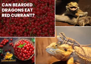 Can Bearded Dragons Eat Red Currant?