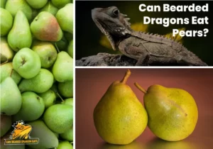 Can Bearded Dragons Eat Pears?