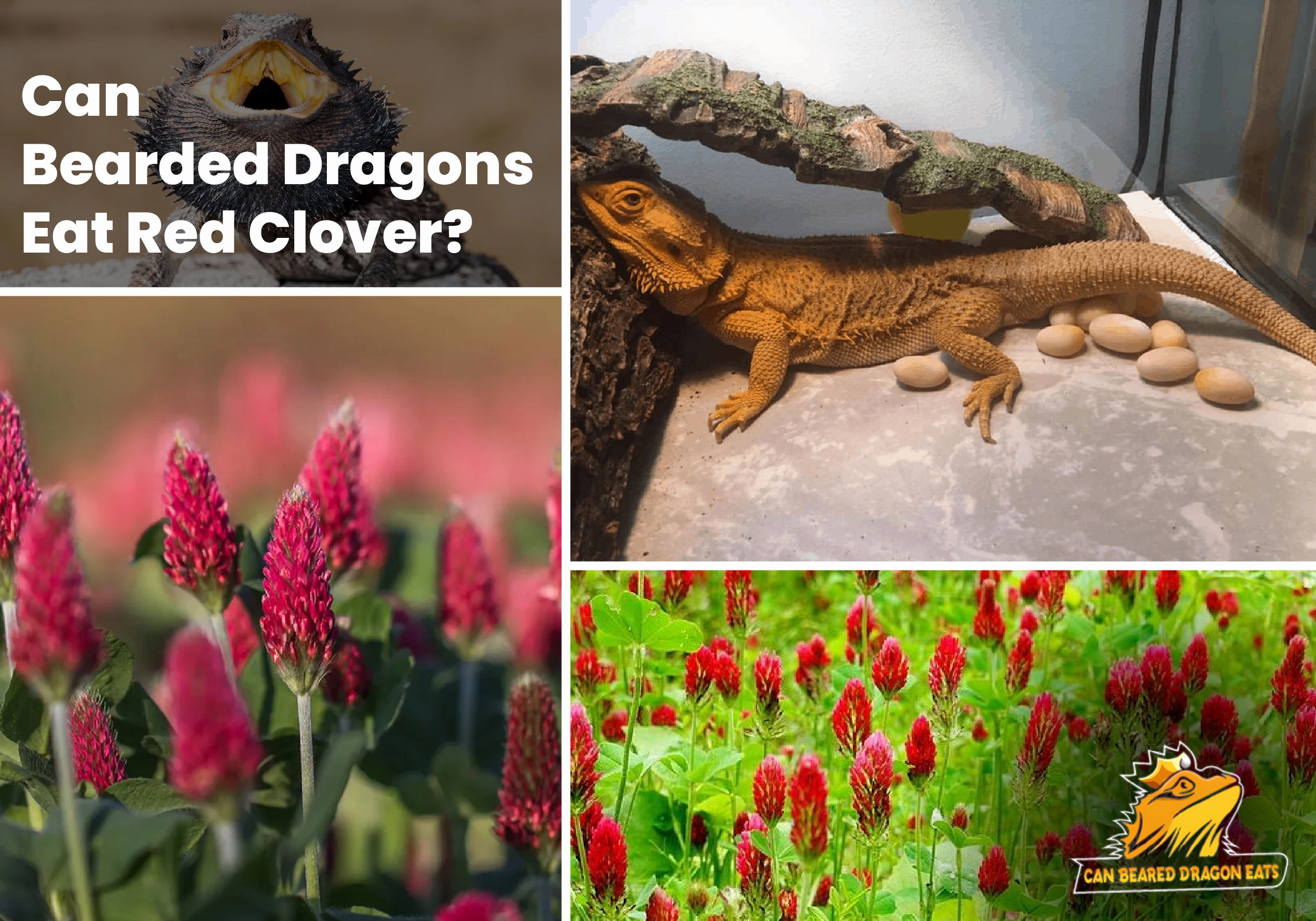 Can Bearded Dragons Eat Red Clover