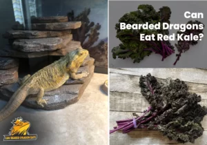 Can Bearded Dragons Eat Red Kale