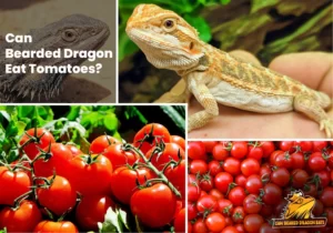 Can Bearded Dragons Eat Tomatoes