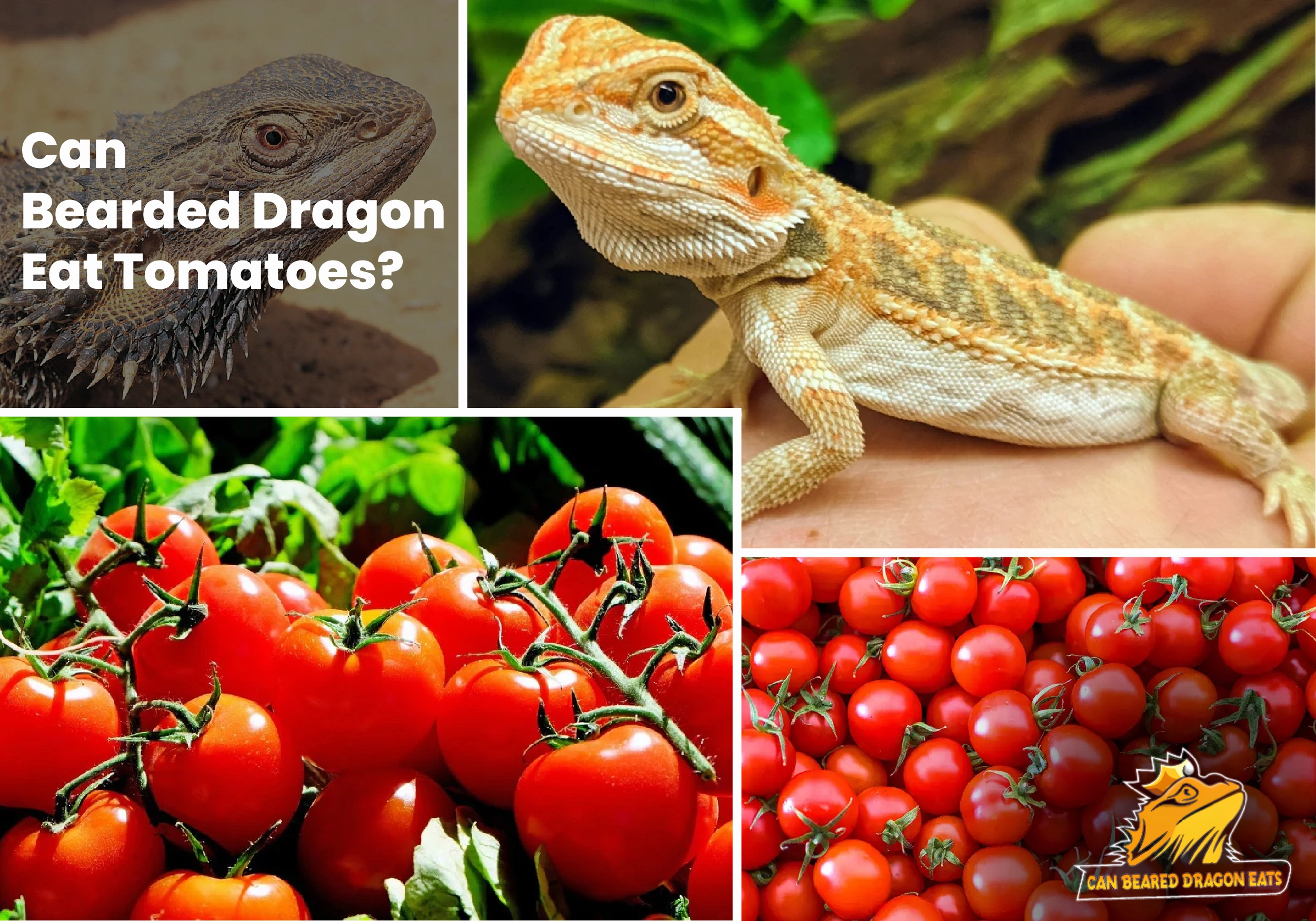 Can Bearded Dragons Eat Tomatoes? Dragon Eats