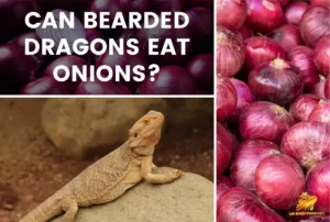 can bearded dragons eat onions