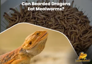 Can Bearded Dragons Eat Mealworms