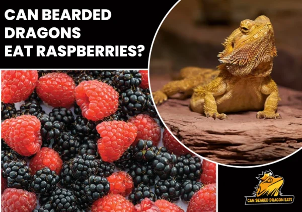 Can Bearded Dragons Eat Raspberries?