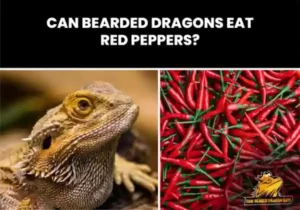 Can Bearded Dragon Eat Red Peppers