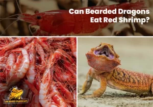 Can Bearded Dragons Eat Red Shrimp?