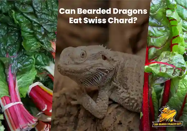 Can Bearded Dragons Eat Swiss Chard