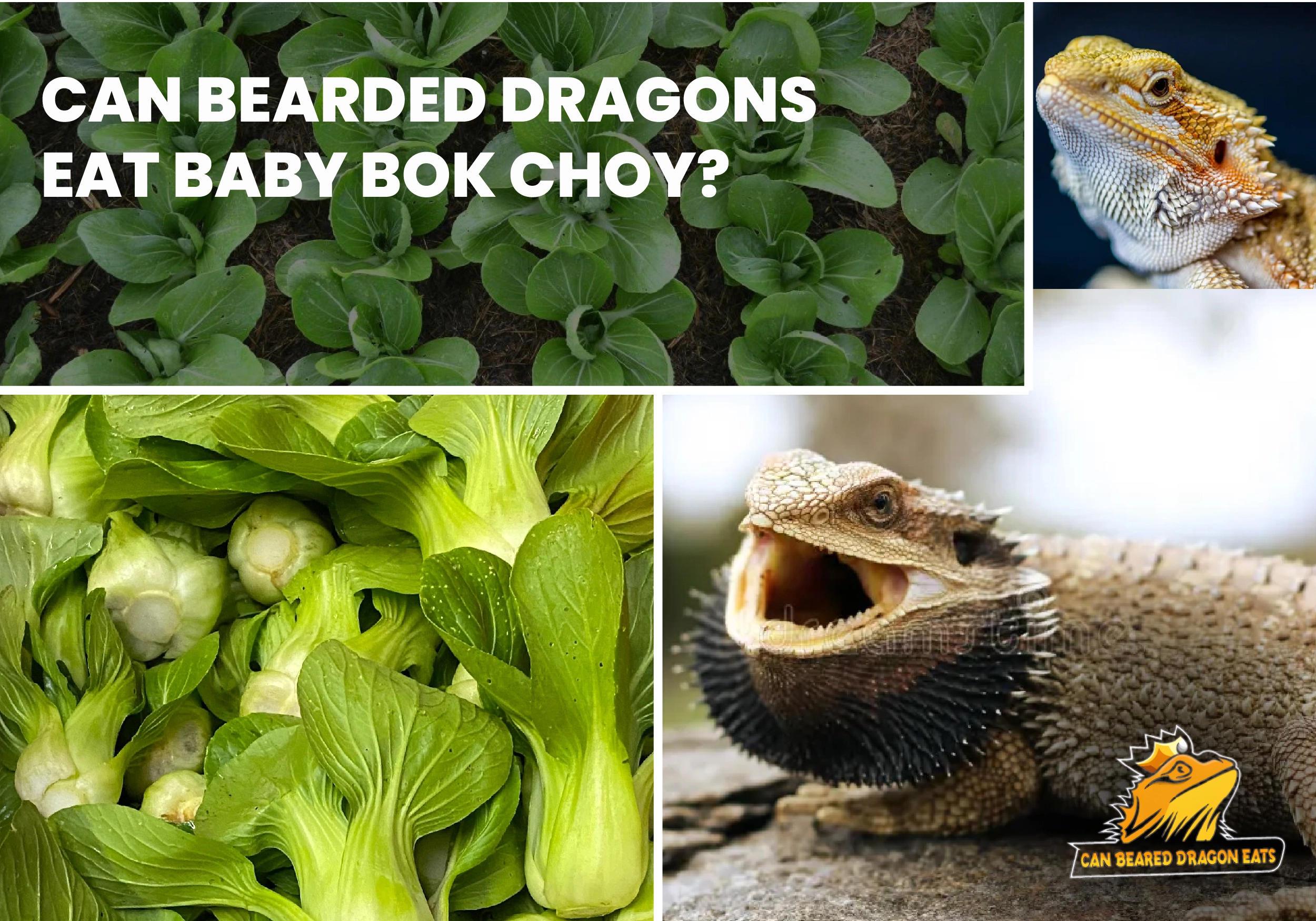 can bearded dragon eat baby bok choy