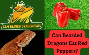 Can Bearded Dragons Eat Red Peppers?