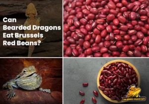 Can Bearded Dragons Eat Brussels Red Beans? 
