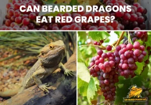 Can Bearded Dragons Eat Red Grapes