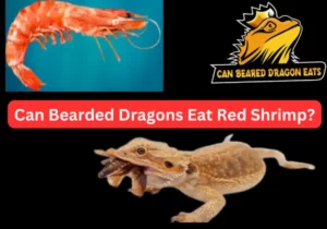 Can-Bearded-Dragons-Eat-Red-Shrimp?