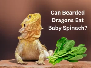 Can Bearded Dragons Eat Baby Spinach