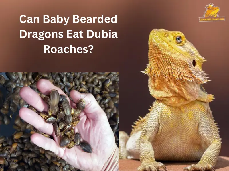 Can Baby Bearded Dragons Eat Dubia Roaches? the answer is yes