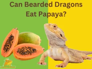 Can Bearded Dragons Eat Papaya?
